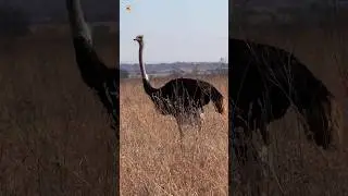 Ostrich sounds (1)