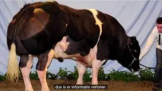 Belgische koe - bewijs van de-evolutie