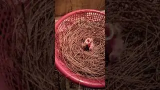 meloloh anakan jalak bali # feeding baby jalak Bali bird