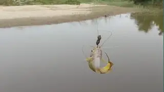 fish hunting || catching the tengra fishes || tengra machli kaise pakade