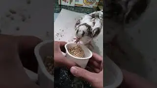 Ense&ntilde;ando a comer por si solas a palomas bebes