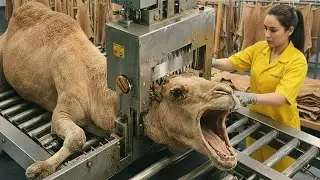 Camel Hair: From Desert Origins to Luxury Textiles &ndash; Complete Production Line