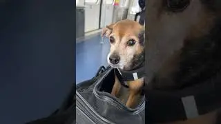 🐶✈️ 3 tips for air travel with dogs (almost missed my flight 😅) #travel #traveltips #pets #plane