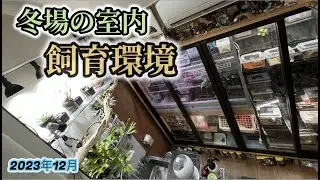 冬場の室内飼育環境2023年12月〜かめぞー☆ちゃんねる　163クラッチ目〜