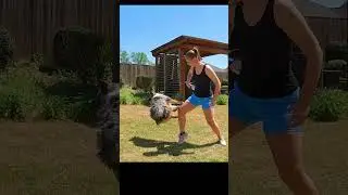 Disc aussie tricks #aussiedoodle #dog #dogtricks #dogbreeds #aussiesdoingthings #dogsports