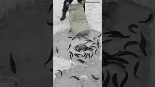 Releasing Dozens of Fish into Icy Water ❄️🐟 | Incredible Cold Water Survival