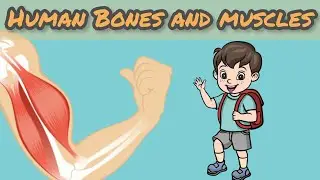 Bones And Muscles | Science Muscles And Bones | General Knowledge