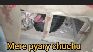 Mere pyaray chuchu | please subscribe my YouTube channel 