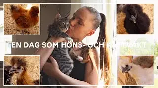 EN DAG SOM H&Ouml;NS- OCH KATTVAKT | Vlogg