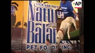 The sponsors of a dog-themed Rose Parade float auditioned canine athletes in Los Angeles. The water-