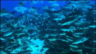 Ocean Wonderland 3D
