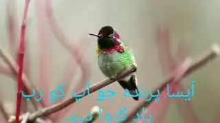 A Bird which changes colors every second- Subhan Allah