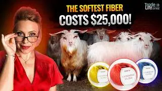 Кашемир &mdash; это ложь? Самое мягкое волокно стоит 25 000 долларов!