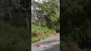 Heaven in the road of yercaud 😍😍😍 #travelvlog #220 #yercaudtrip #yercaud