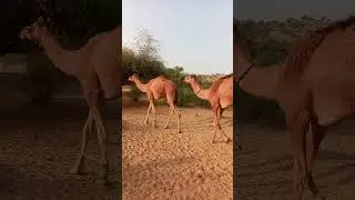 camels walking to forest #viral