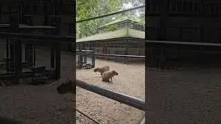 Cute lil Capybara #zoo #artis #amsterdam  #thanksforwatching #gratitude #travel #video #capybara