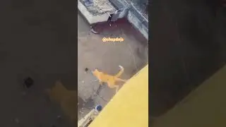 Cat Dies Jumping off Roof!😳😨💥#trending #wow #cats #shorts