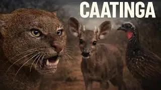 Animais da Caatinga: Conhe&ccedil;a a fauna extraordin&aacute;ria do &uacute;nico bioma 100% brasileiro