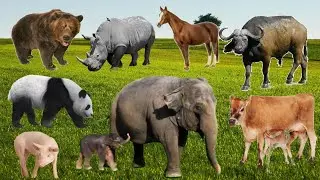 Happy Farm & Wild Animals: Cow, Sheep, Rhino, Elephant, Cat | Animals Sounds | Animals video | #cow