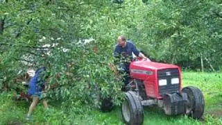 Cherry Harvesting at Shimeks' Maple Ridge Orchard - Maple City, MI - August 2009