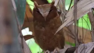 Serendib scops owl (Otus thilohoffmanni)