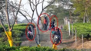 WILD ELEPHANT VS BIKERS ll Assam Wild Elephant Attack#assam#elephant#wild#animals#viral#video#yt