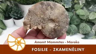 Amonit Mammites, Maroko #amonit #ammonites #ammonite #fossils #zkameneliny #fosilie #fosilieshop