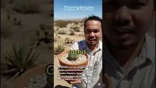 a peyote cactus