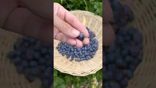 Wax Bloom on Fruit Skin #gardeningtips #gardening #blueberry #fruit