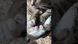 Cozy Kitty 🐈&zwj;⬛