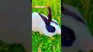 #rabbit #enjoy #omaxenewchandigarh #biggest #enjoy #india #flag