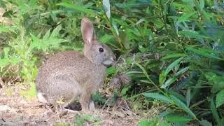 Cute rabbit - Laurelwood/Sugarloaf Park, San Mateo, California