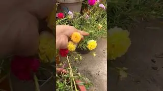 #diy#portulaca cutting collection#purslane#mossrose#gardening