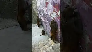Monkey Funny Moments 😂 #viral #viralmonkeys
