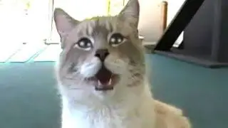 Talking Kitty Cat 20 - A New Home