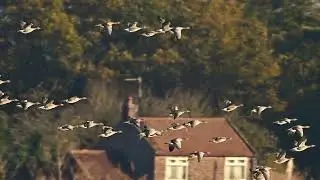Geese 4K
