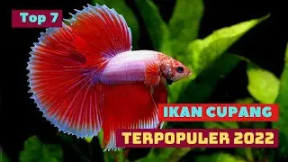 7 Jenis Ikan Cupang Terpopuler 2022