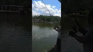 #Patin kolam wuping.