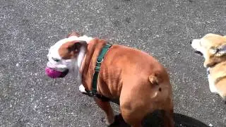 Sirius Pet Care: Magnuson Dog Park 031714
