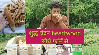 Pure Sandalwood Heartwood from Direct farm. Call- 8076904240 #Sandalwood #Agrohubb 