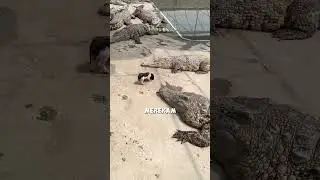 DETIK-DETIK ANAK BABI DITERKAM BUAYA