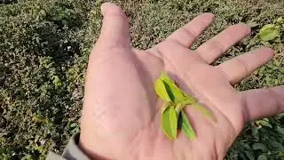 #Shorts Dehradun Tea l Dehradun Tea Estate or Garden l Prem Nagar and Vasant Vihar Daily Vlog #short