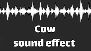 Cow sound effect  (no copyright)