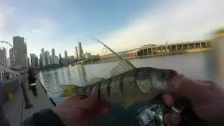 Downtown Chicago Jumbo PERCH Fishing-- NAVY PIER