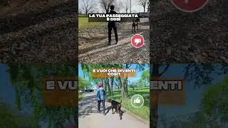 il mio cane tira al guinzaglio #cani #amiciaquattrozampe #educazionecinofila