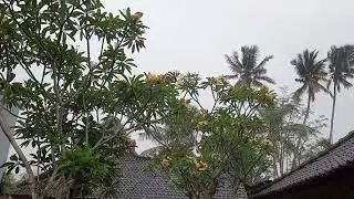 sleep instantly with rain nature Paramount Rain, Rain in Bali