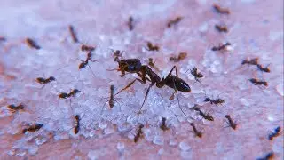 Small black ants vs big black ant, Technomyrmex albipes vs Camponotus