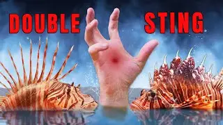 Stung Twice! Scorpion fish vs Lion fish!