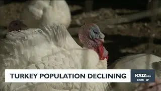 Turkey population declining