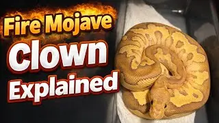 Fire Mojave Clown Explained 🔥 A Key Female for My Breeding Project